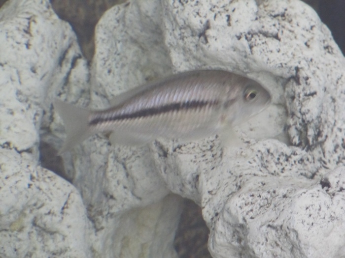 Nyassachromis microcephalus Mbamba Bay (femelle)