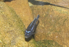 Pseudotropheus cyaneorhabdos Maingano Island(Mâle)