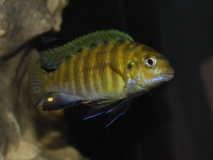 Tropheops sp. 