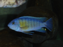 Labeotropheus fuelleborni Nakantenga Island (mâle)