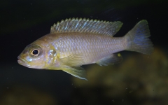 Maylandia sp. 