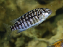 Tropheops sp. 