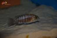 Aulonocara sp. 