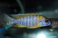 Aulonocara sp. 