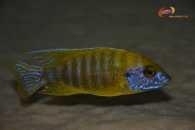 Aulonocara sp. 