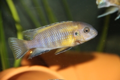 Tropheops sp. 