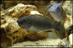 Labeotropheus fuelleborni Nakantenga Island (femelle)