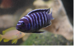 Cynotilapia zebroides Ntekete (mâle)