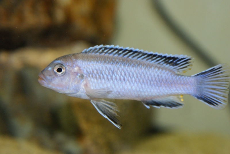 Pseudotropheus perileucos Likoma Island (Jeune mâle en cours de coloration)