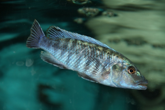 Pseudotropheus benetos Magunga (mâle)
