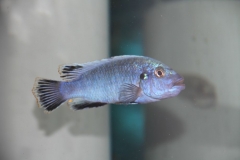 Pseudotropheus benetos Magunga (mâle)