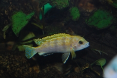 Labidochromis sp. 