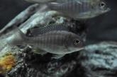 Lethrinops sp. "micrentodon makokola" Makokola Reef (femelle)