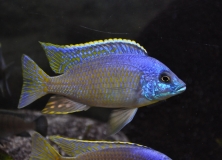 Otopharynx sp. "golden blueface" Ikombe (mâle)