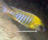 Aulonocara sp. 
