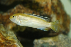 Pseudotropheus perileucos Likoma Island (Femelle)