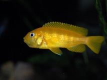 Chindongo saulosi Taiwan reef (femelle)