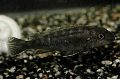genyochromis mento
