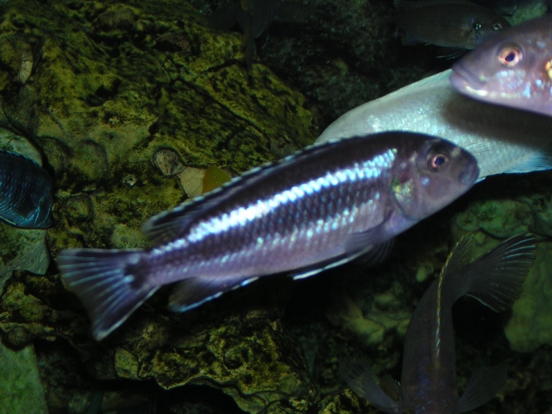 Pseudotropheus johannii gome(femelle)