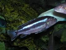 Pseudotropheus johannii gome(femelle)