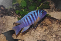 Maylandia zebra Masinje (mâle)