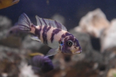 Maylandia zebra Masinje (femelle)