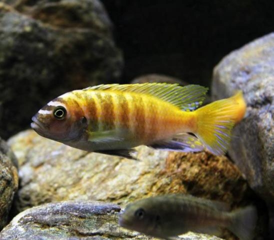 Maylandia sp. 