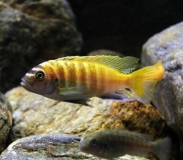 Maylandia sp. "zebra gold" Ruarwe