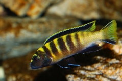Chindongo flavus Chinyankwazi