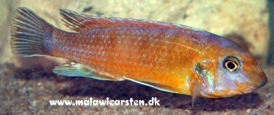 Labeotropheus trewavasae Thundu (mâle)
