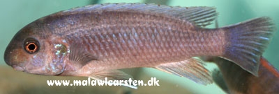 Labeotropheus trewavasae Chiloelo (femelle grise)