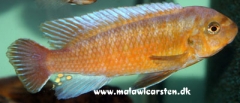 Labeotropheus trewavasae Chiloelo (mâle)