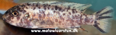 Labeotropheus trewavasae Chiloelo (femelle OB)