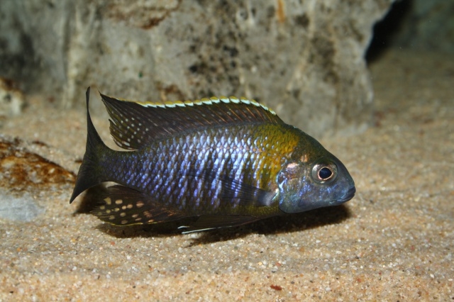 Aulonocara sp. 