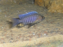 Aulonocara sp. 