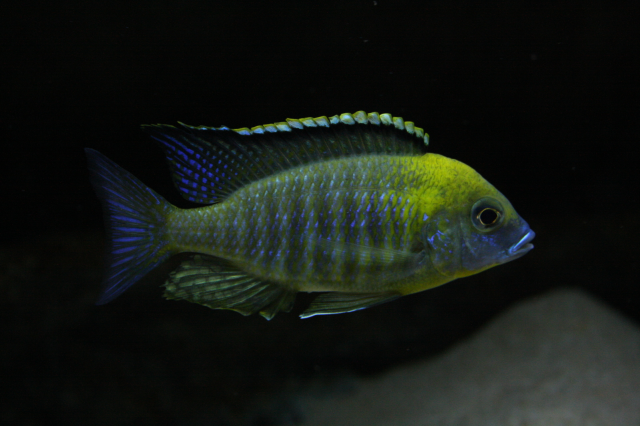 Lethrinops sp. 