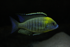 Lethrinops sp. 