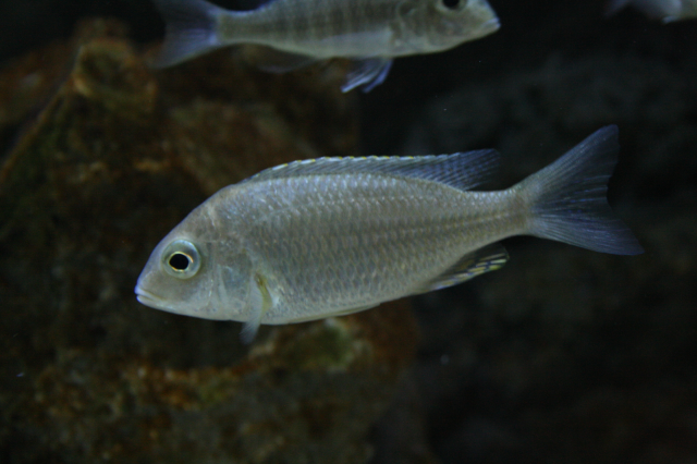 Lethrinops sp. 