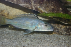 Exochochromis anagenys Mazinzi Reef (mâle)