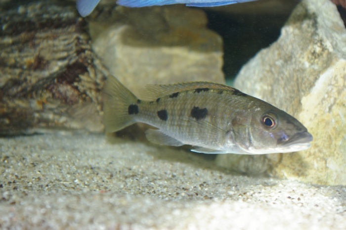 Exochochromis anagenys Mazinzi Reef (femelle)