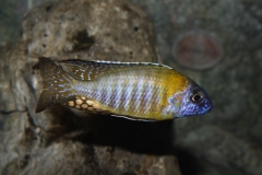 Aulonocara gertrudae Masinje (mâle)