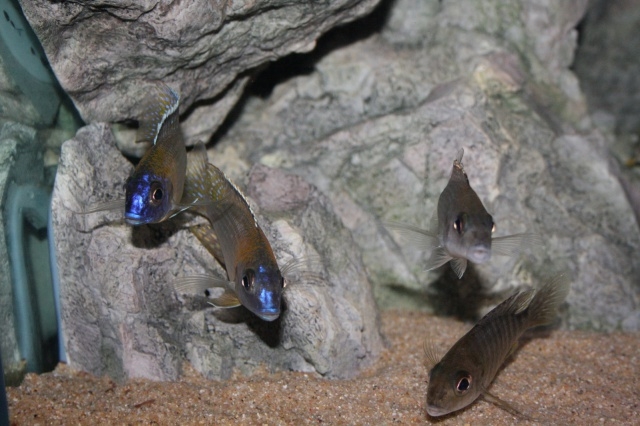Aulonocara gertrudae Masinje (couple)