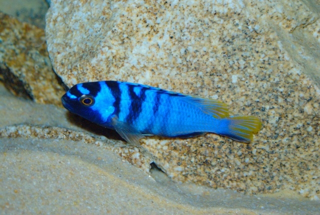 Tropheops microstoma Otter point (Mâle)