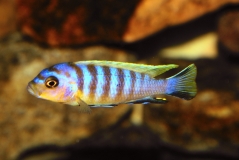 Maylandia sp. 