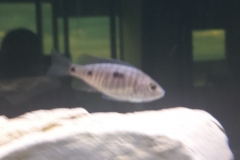 Copadichromis quadrimaculatus Nkanda (femelle)