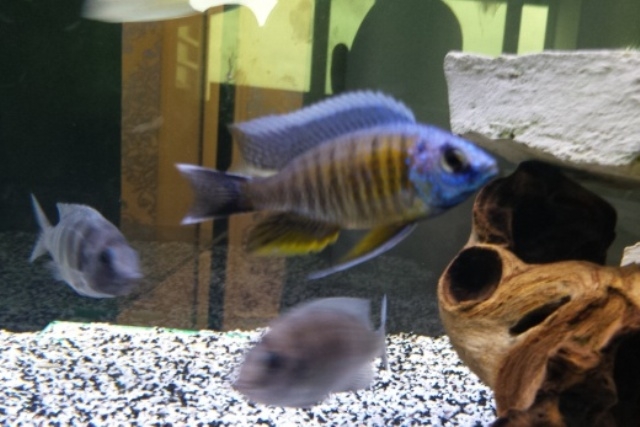 Copadichromis quarimaculatus Nkanda (mâle)