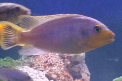 Petrotilapia sp. 