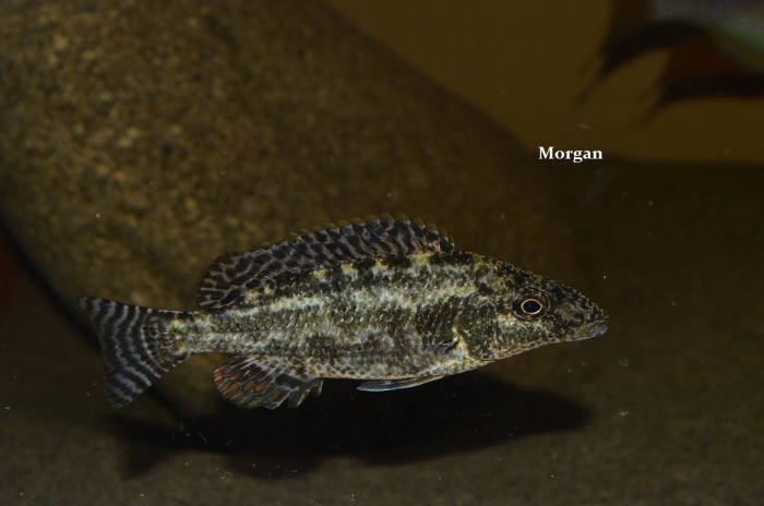 Nimbochromis linni