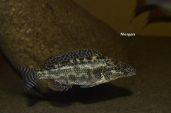 Nimbochromis linni