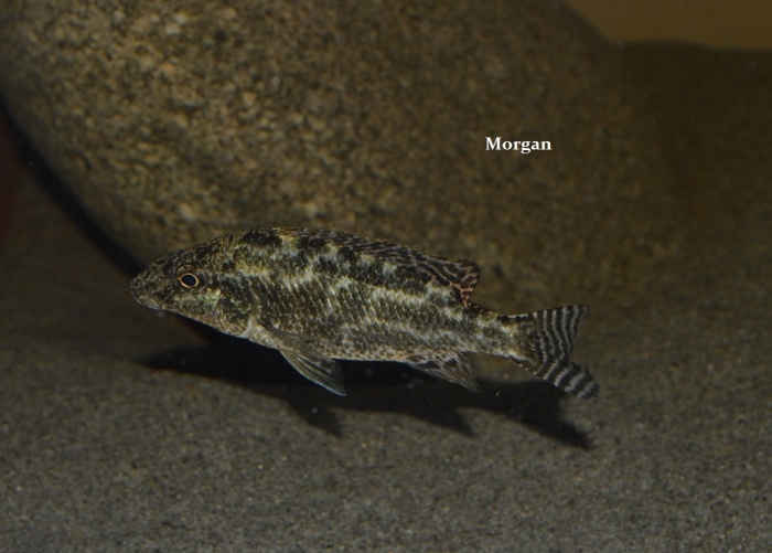 Nimbochromis linni